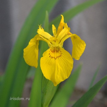 Iris maackii